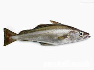 2015批发法国优质银鳕鱼 原装进口8-10斤/条 量大从优