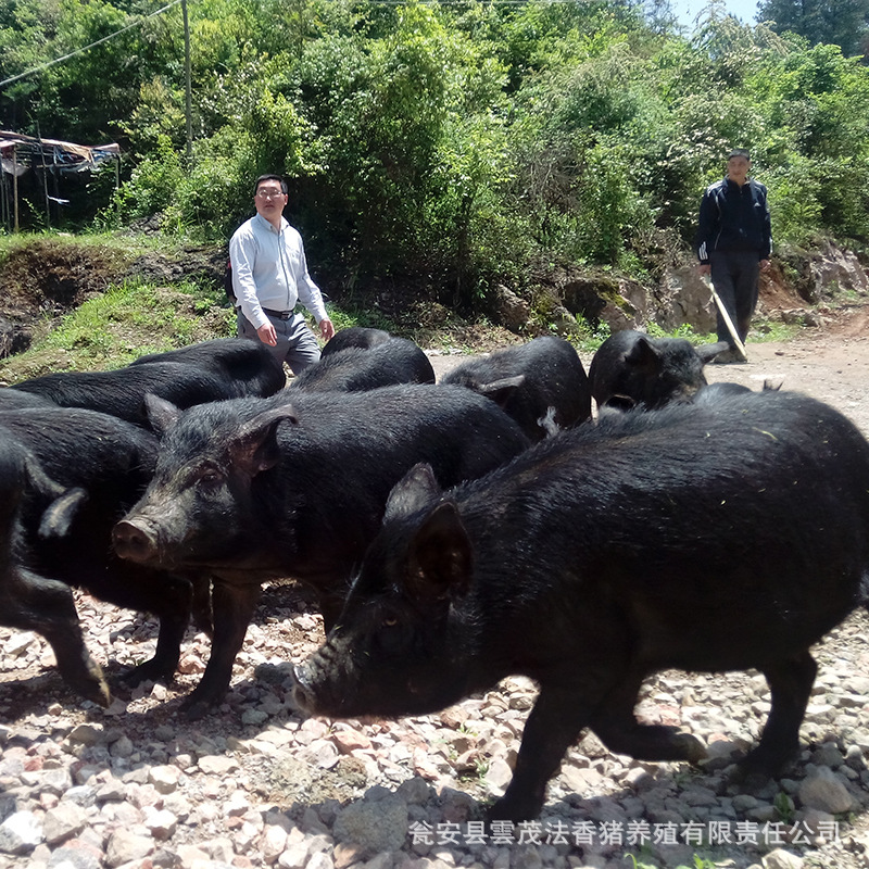生猪价格 批发黑香猪 低价出售富硒猪肉 放养生态猪