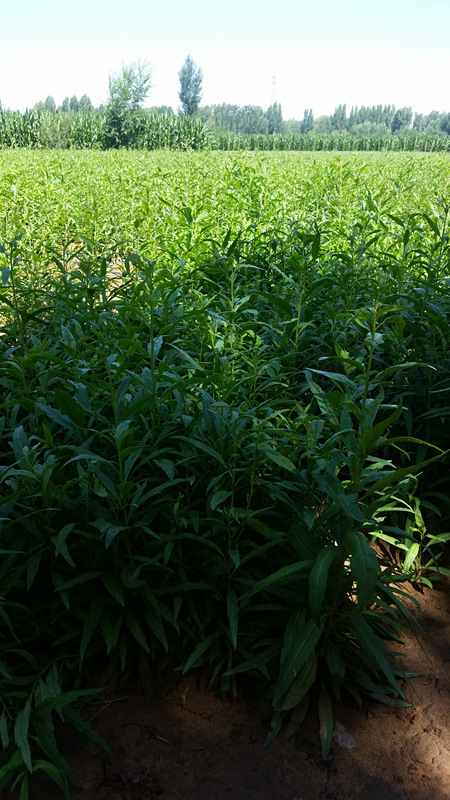优质枸杞苗