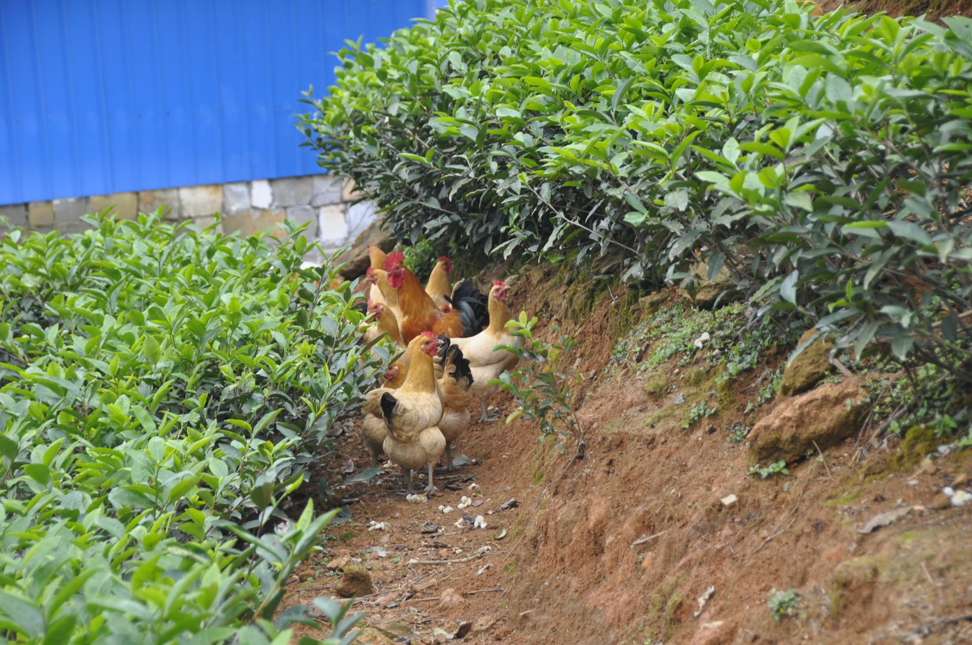 茶山散养鸡做月子的首选