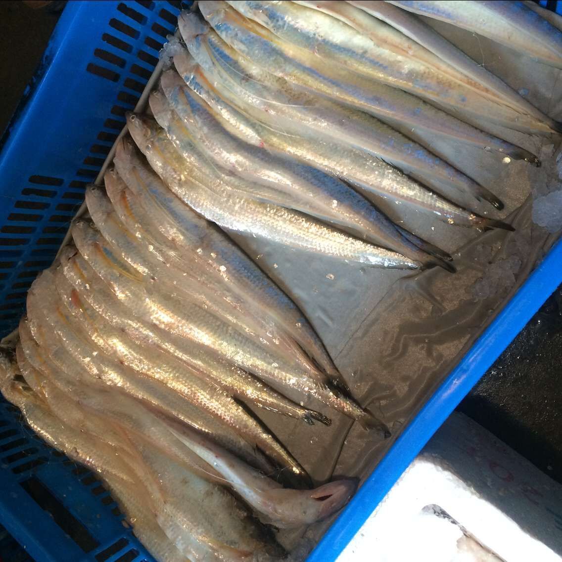 正宗崇明长江刀鱼江刀鲜活水产品鱼类海鲜鲜活批发零售500克包邮