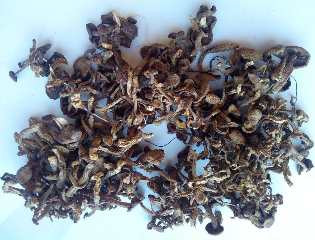 野生毛尖蘑 黄金蘑 黑龙江省大兴安岭森