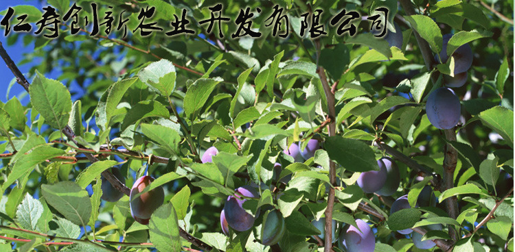 供应批发多年生乌梅种苗 果树树苗庭院树苗量大从优