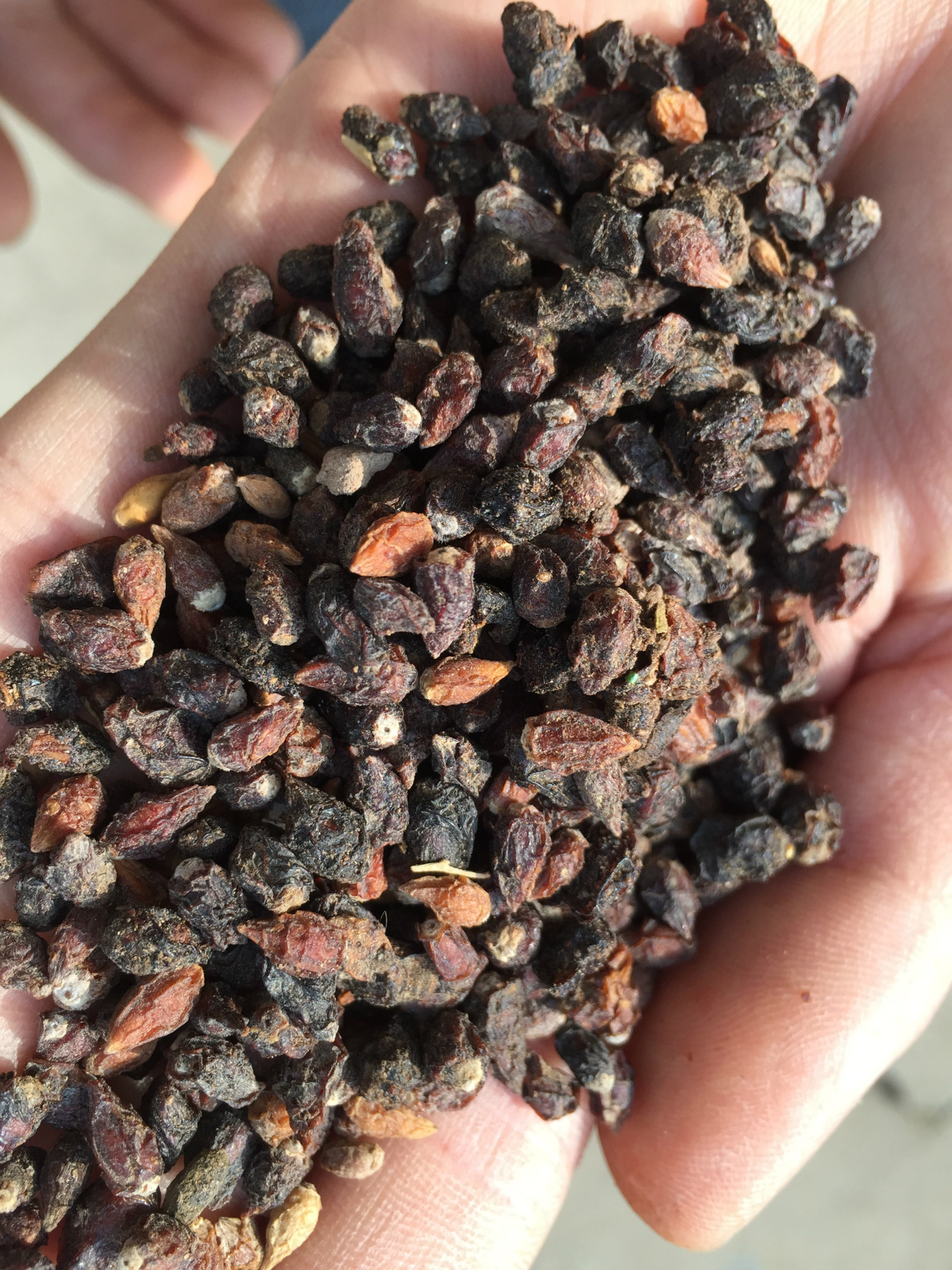 新疆野生沙棘果 中药材批发