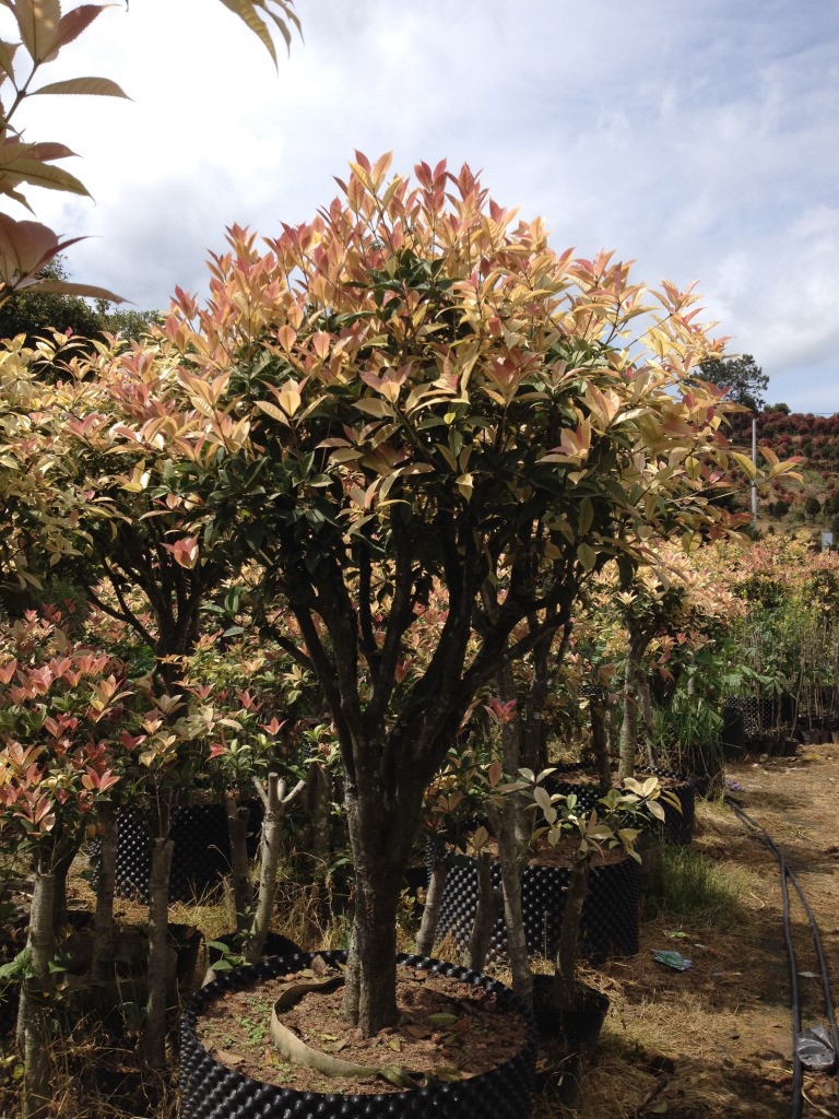 国色天香-珍珠彩叶桂-五彩桂花-园林城市绿化精品-产地直销无中介