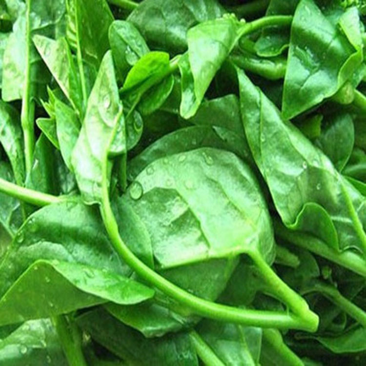 叶菜种子 大叶木耳菜 家庭种植 阳台盆栽 香菜 蔬菜种子 烧菜必备