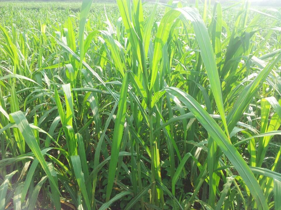 狼尾草弘哲1号 st高产牧草 生产高品质青贮 产量高 牛羊.