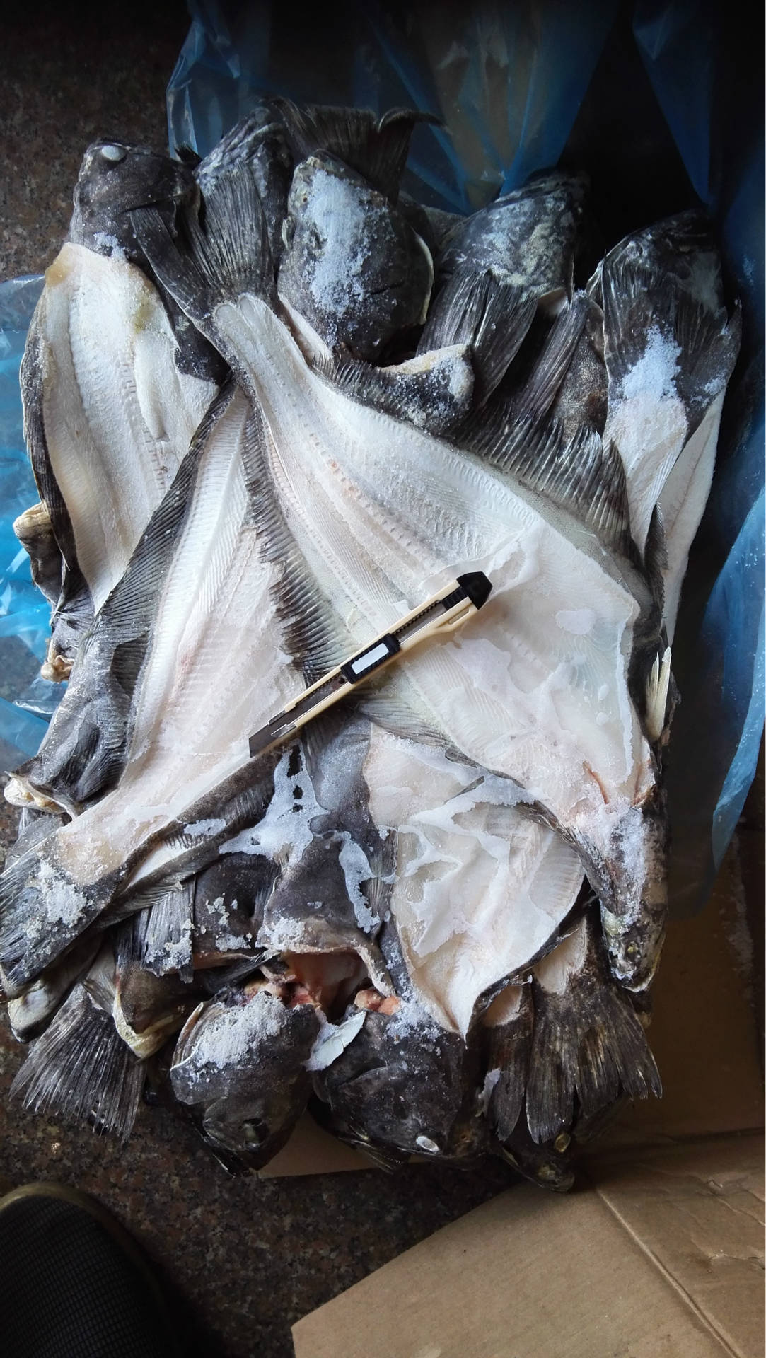 鲽鱼带头鱼排格陵兰,加拿大