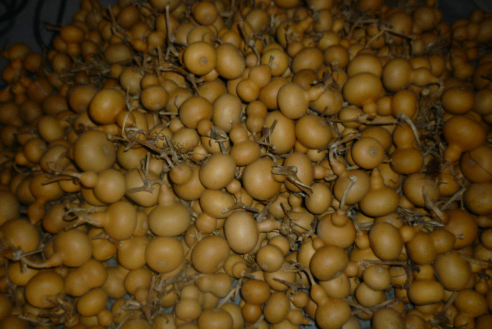 大量批发天然文玩手把葫芦聊城葫芦种植基地经销工艺葫芦4--7厘米