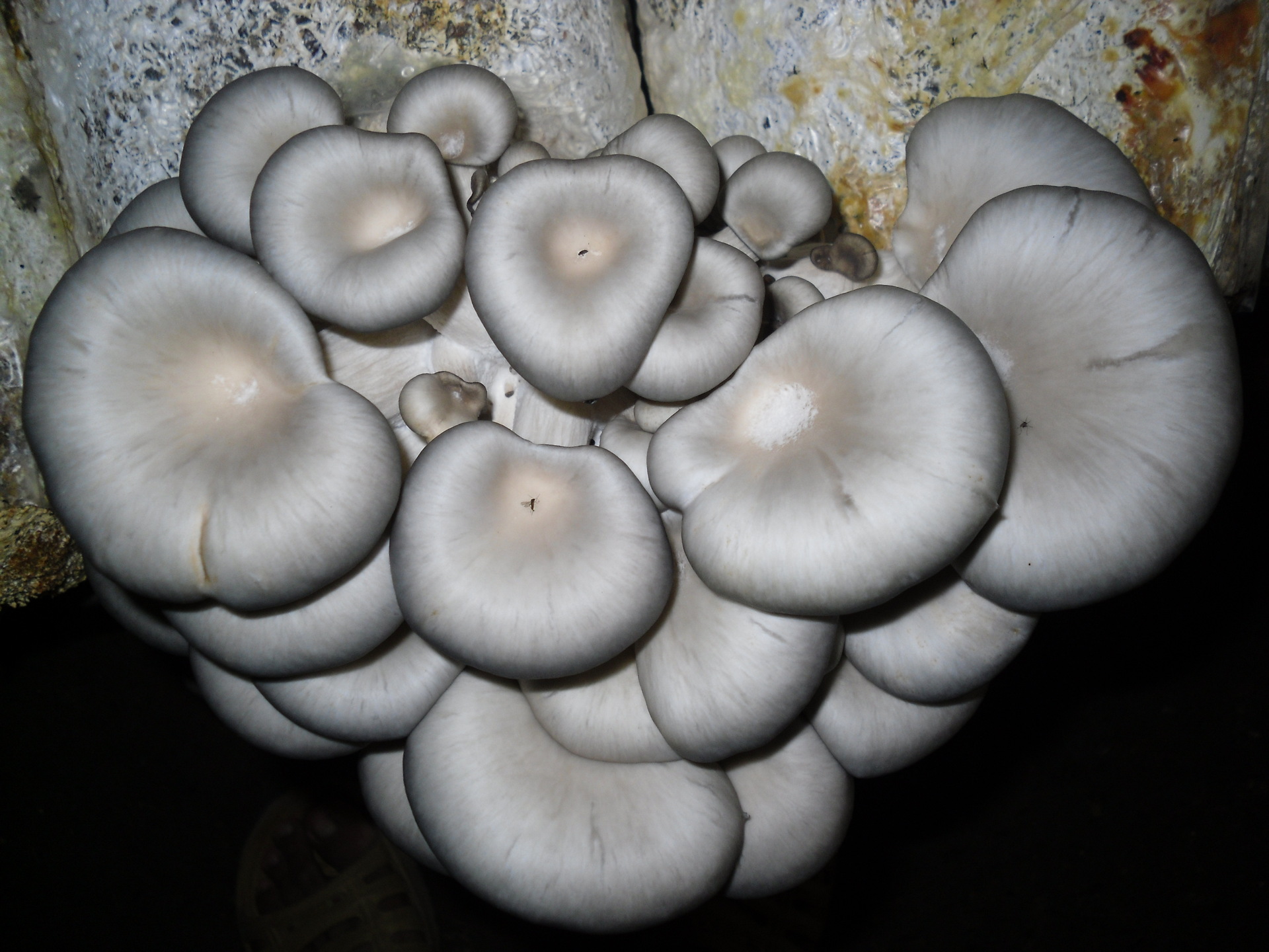 供应食用菌菌棒;康丽源食用菌菌棒:优质高产平菇菌棒,姬菇菌棒, 小