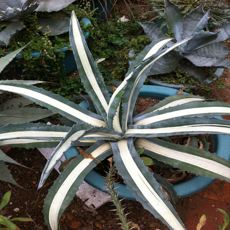 白心龙舌兰 华严龙舌兰科现代沙生植物馆展览景观 生态园园林布置