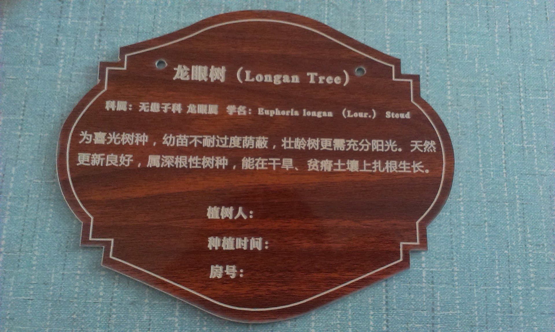 定做 树名牌 树木介绍牌 树木标识牌 园林悬挂树牌