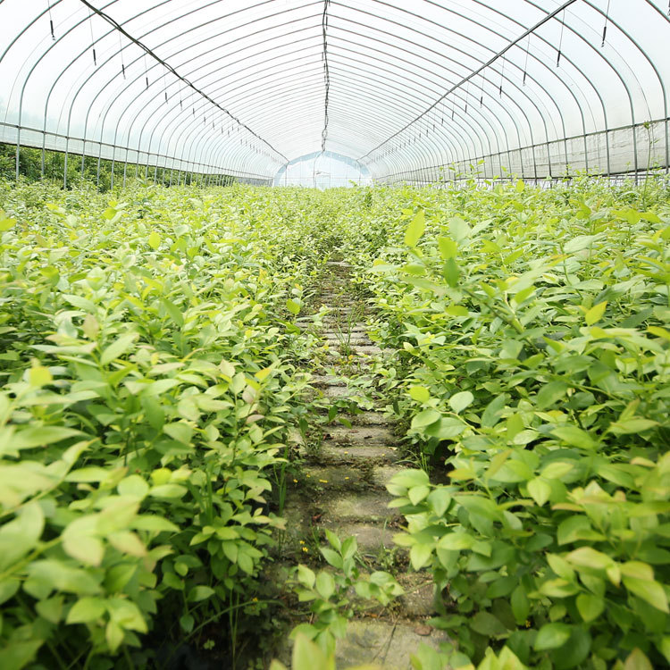 基地批发优质脱毒蓝莓苗木 组培苗蓝莓果树苗 中钵苗地栽蓝莓树苗