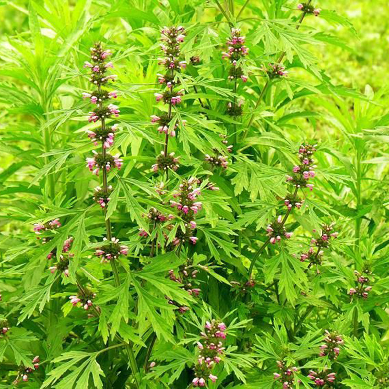 唇形科中草药-益母草厂家种植批发