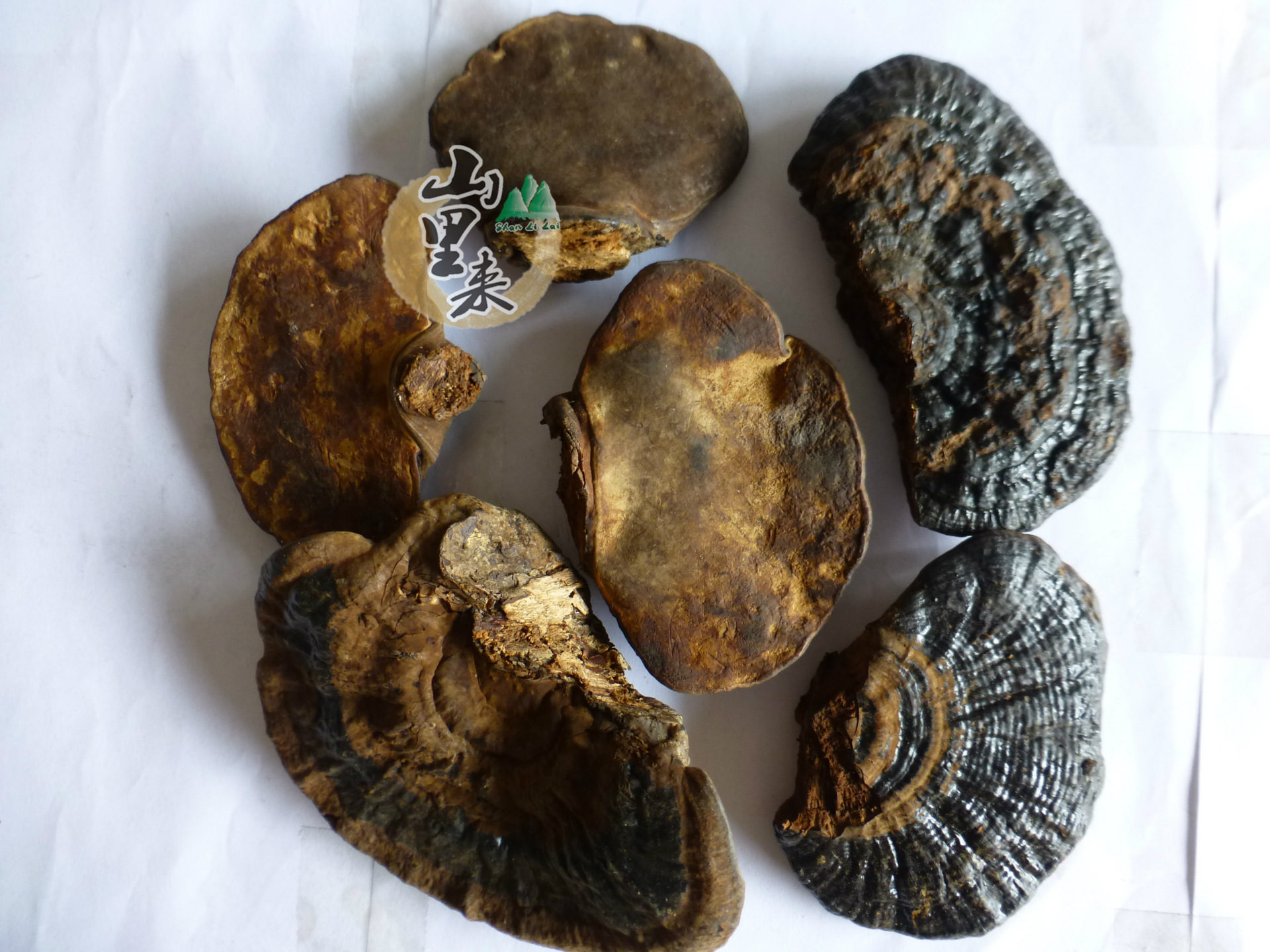 降三高 野生无柄紫灵芝 云南野生无柄紫芝 黑灵芝批发