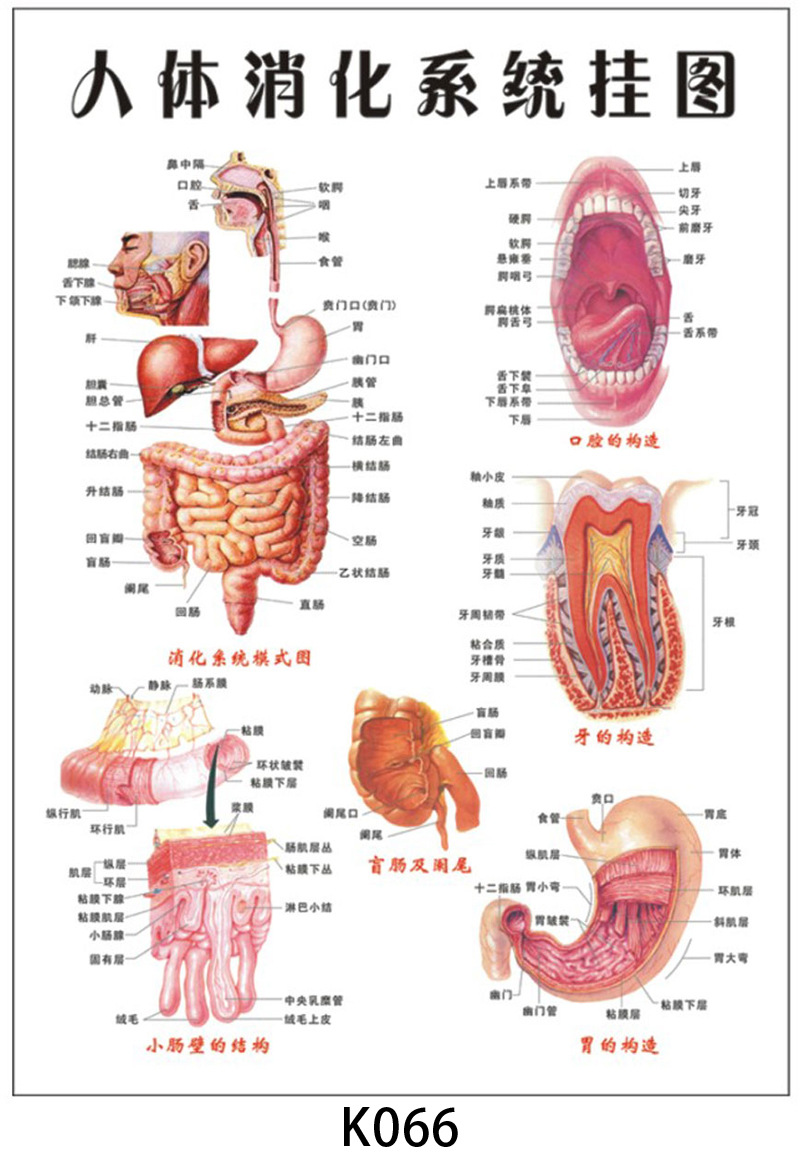 人体器官名字图片