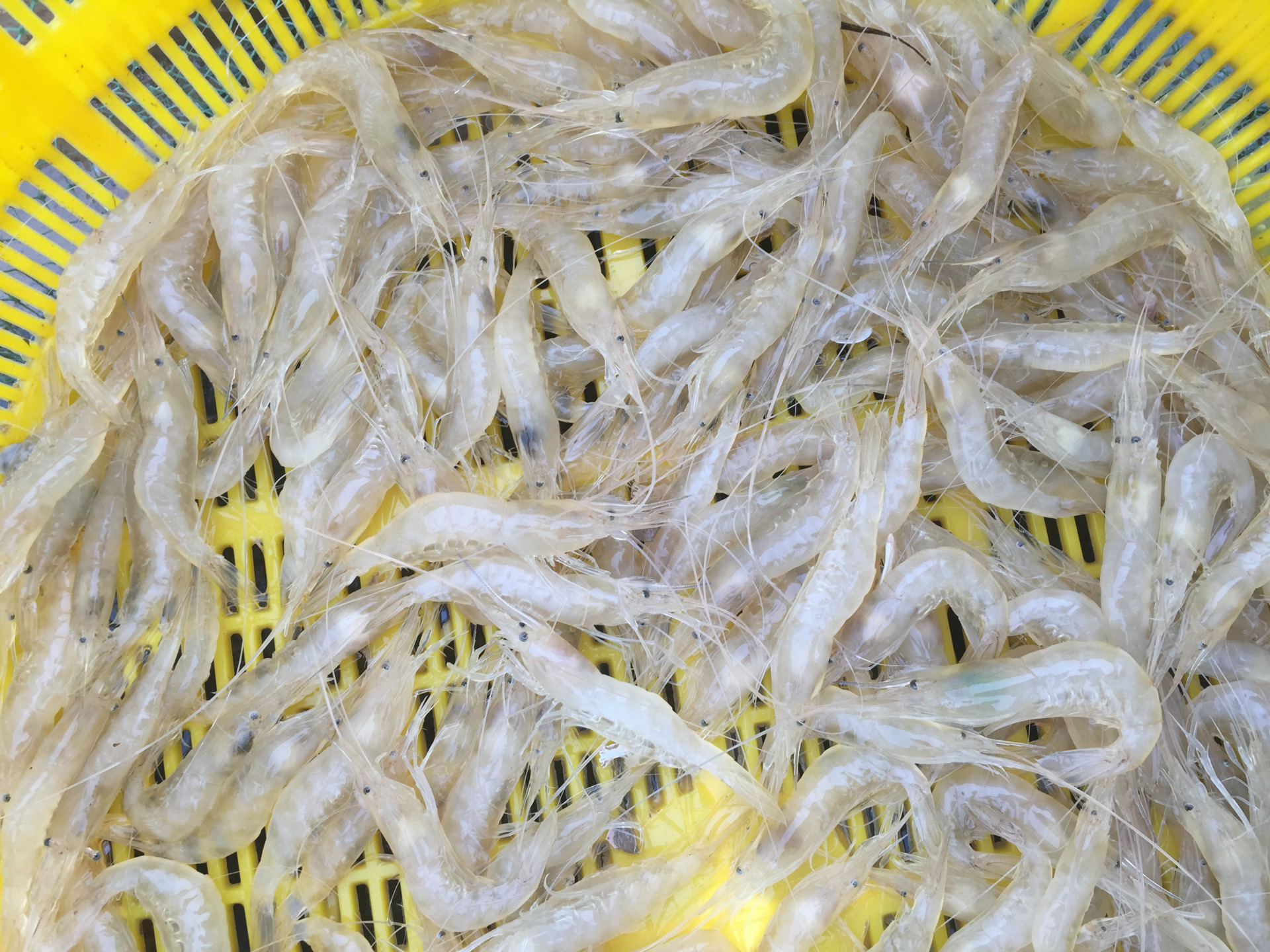 批发出售无公害海水大白虾白虾小米虾海水虾