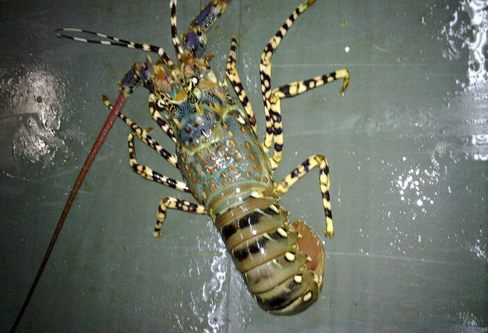 鲜活花龙 彩龙虾 进口花龙虾 酒席酒店 东南亚进口 衡丰水产