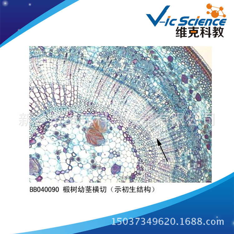 椴树幼茎横切(示初生结构) 生物切片 植物茎 显微镜玻片标本