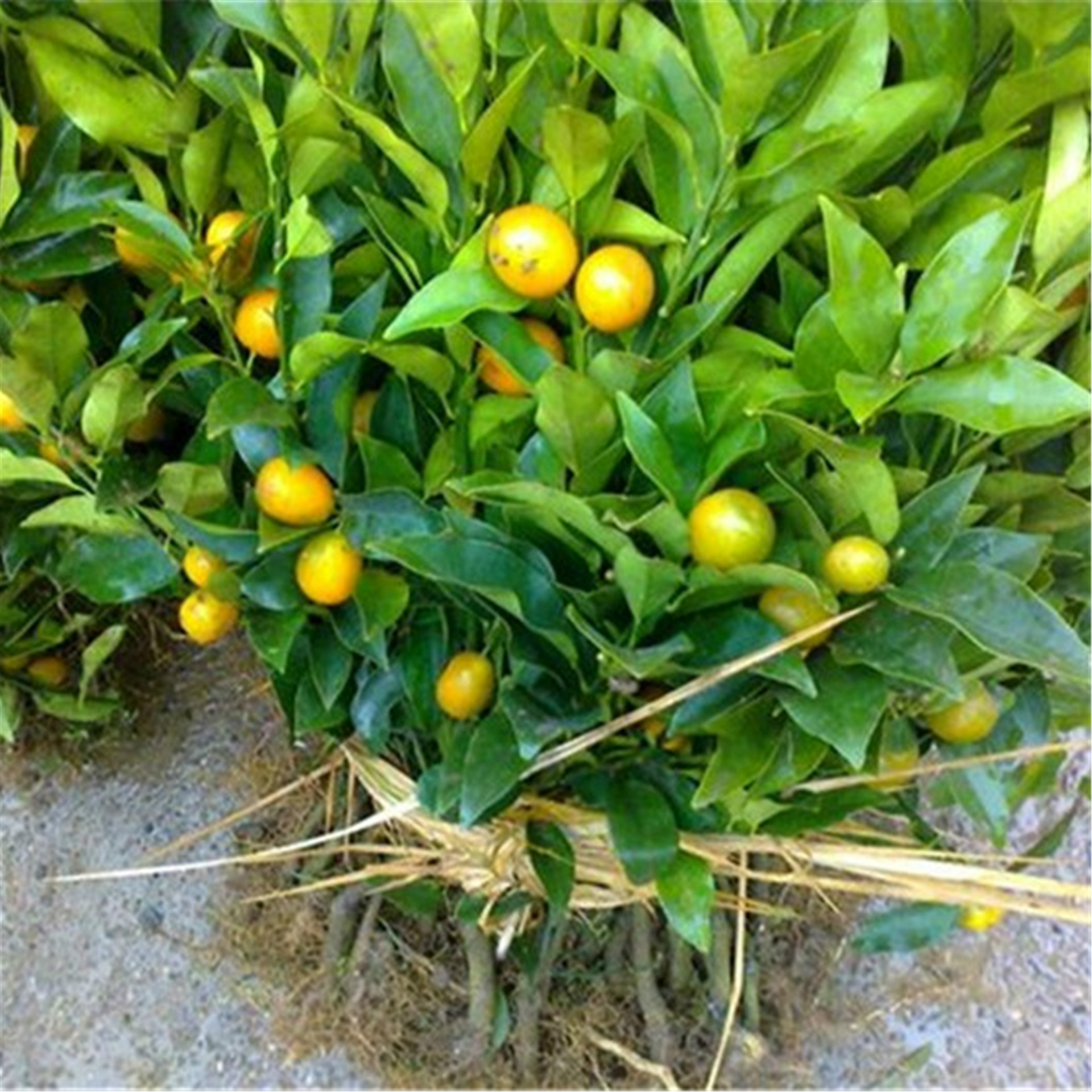 批发果树苗 盆栽地栽橘子苗 皇帝柑桔 砂糖橘子苗 当年结果批发