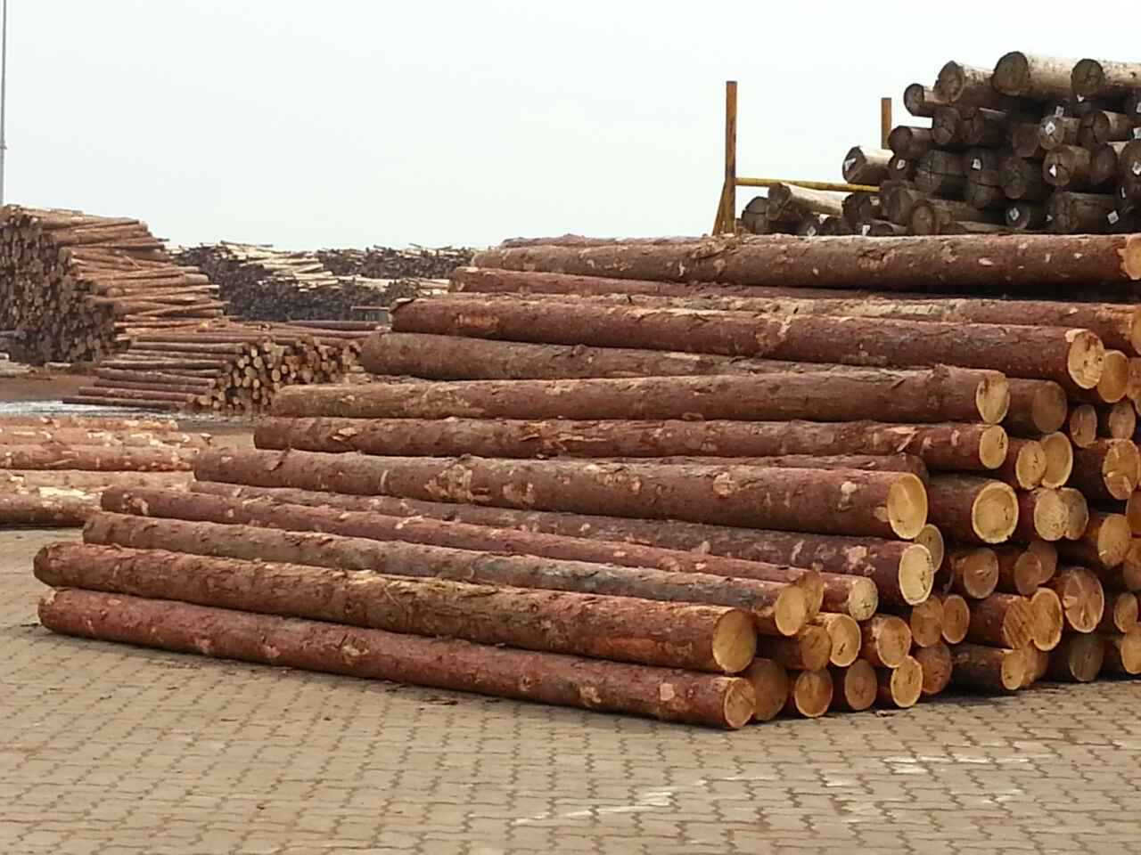 上海供应俄罗斯落叶松原木 公园河道整治工程材 码头原木直销