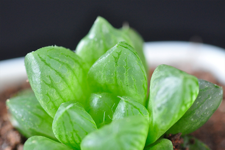 厂家批发 玉露 植物多肉 多肉植物批 微景观植物迷你盆栽花卉盆景