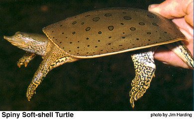 角鳖成品 三年以上生态养殖 营养丰富 滋补佳品