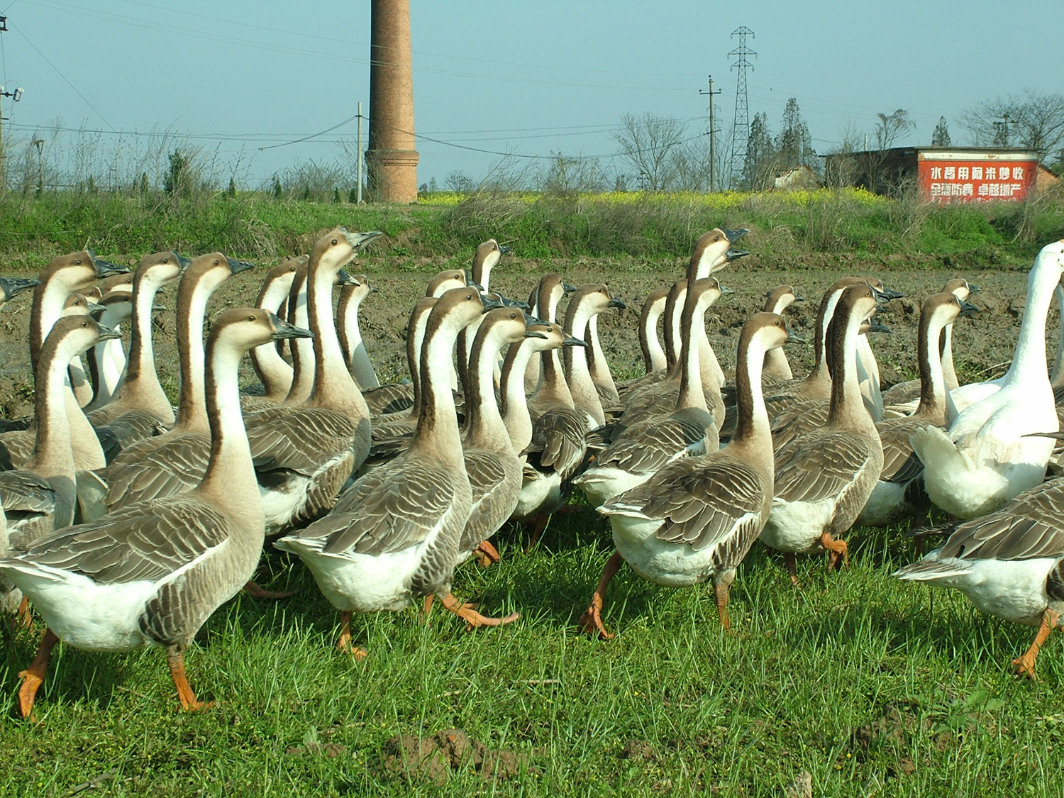 大雁特种珍禽 厂家直销 供应大量大雁 大雁 产品批发