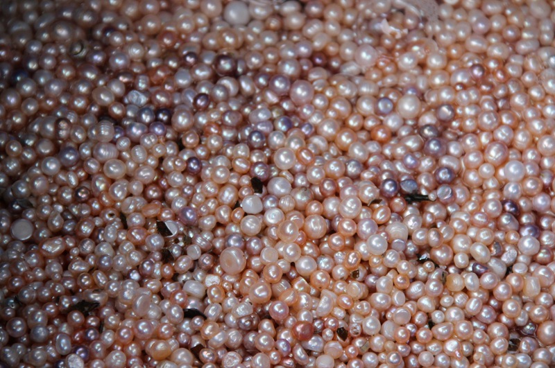 三角蚌小蚌自家养殖鲜活珍珠河蚌养殖珍珠蚌直播产地