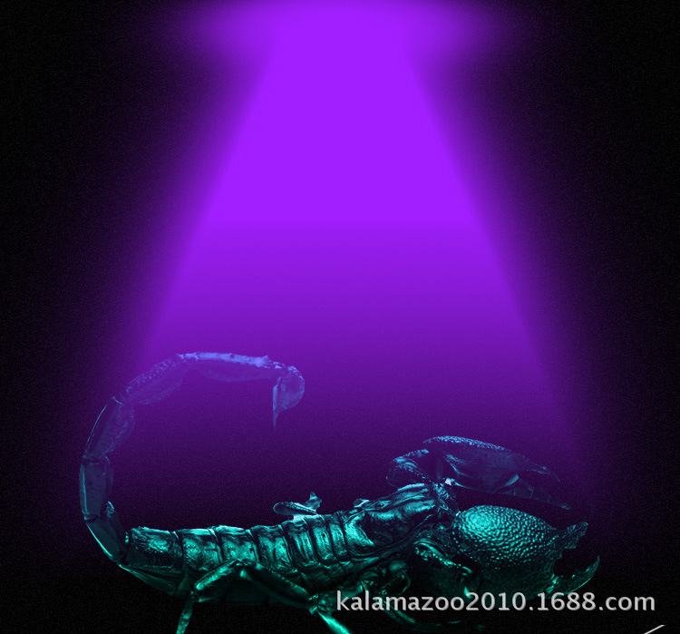 双核芯5w紫白双光源大功率紫光手电筒 荧光手电 照蝎子灯 紫白光