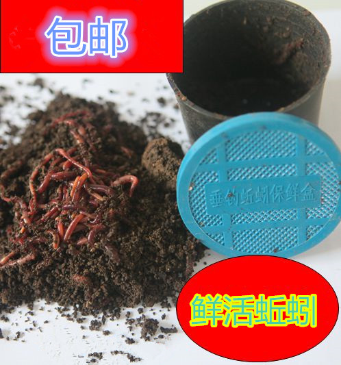 三明治吃出活蚯蚓_笄蛭吃蚯蚓_蚯蚓吃什么