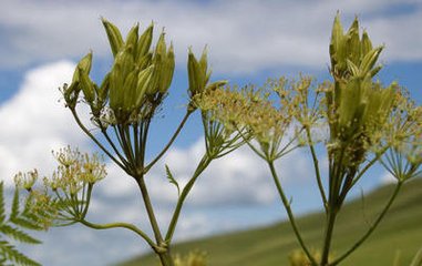 末药提取物没药提取物101