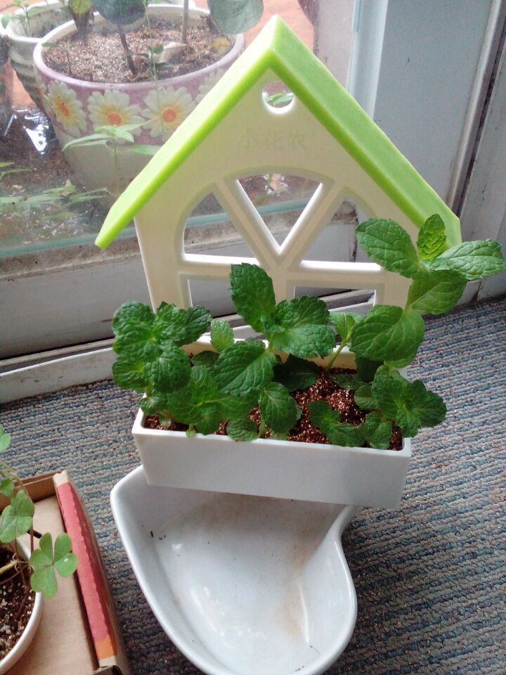 小花农厂家直销 室内桌面迷你创新盆栽绿植花卉 厨房香草园系列