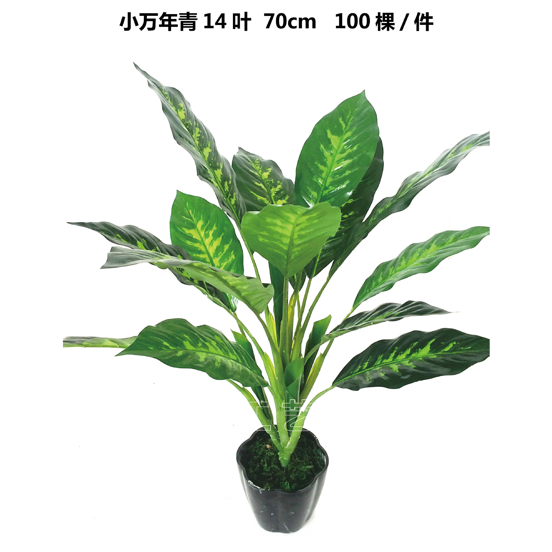 实力厂家批发 万年青小金钻盆栽仿真盆景假树仿真植物室内装饰品