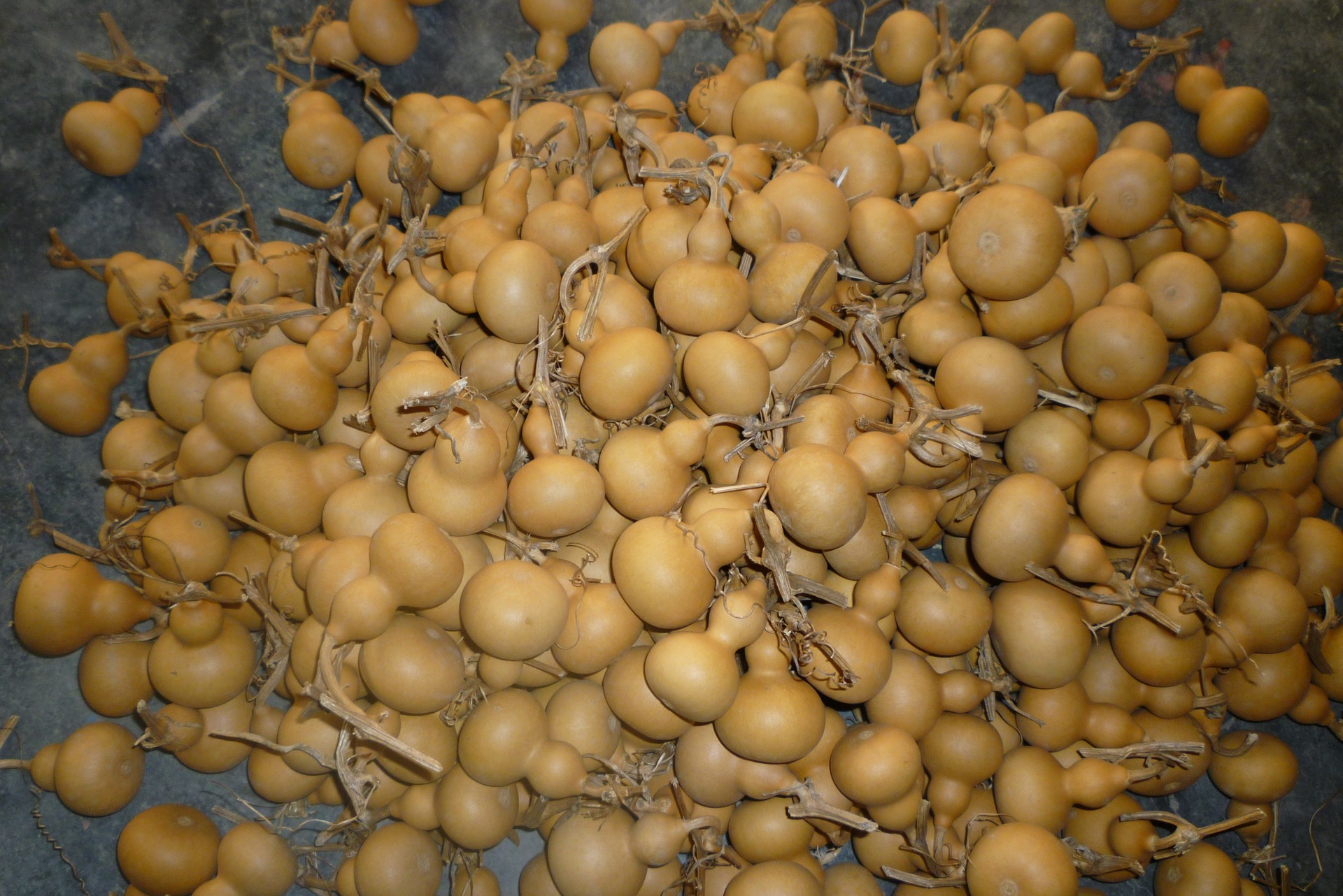 聊城种植基地批发美国小葫芦优质手捻葫芦天然葫芦文玩工艺小葫芦