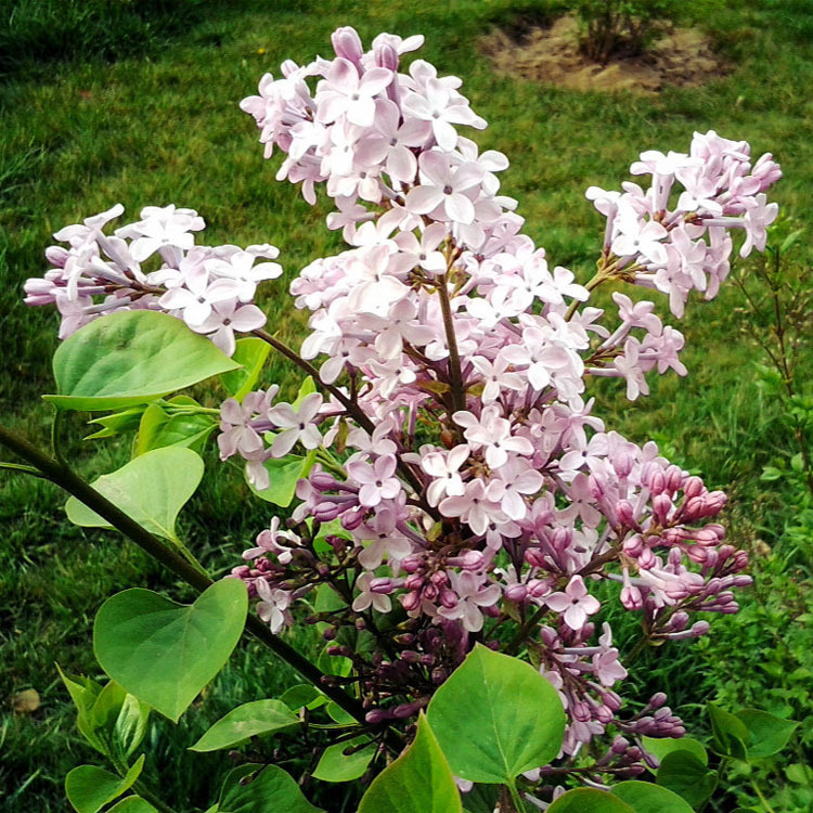 北京苗圃供应苗木花树 独杆紫丁香 送货上门保成活可负责栽植