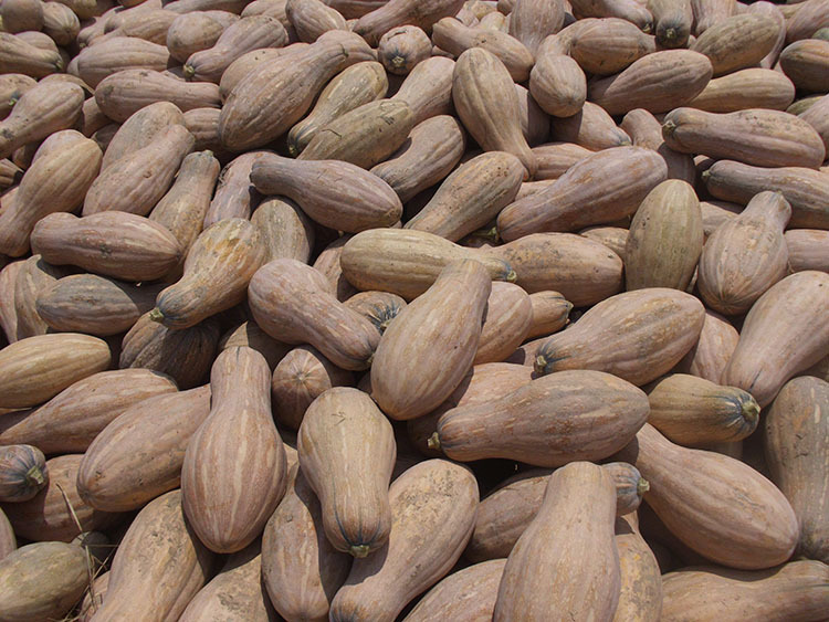 蜜本南瓜种子 狗头瓜板栗甜栗面甜吊瓜 蔬菜瓜果种子 原装50克