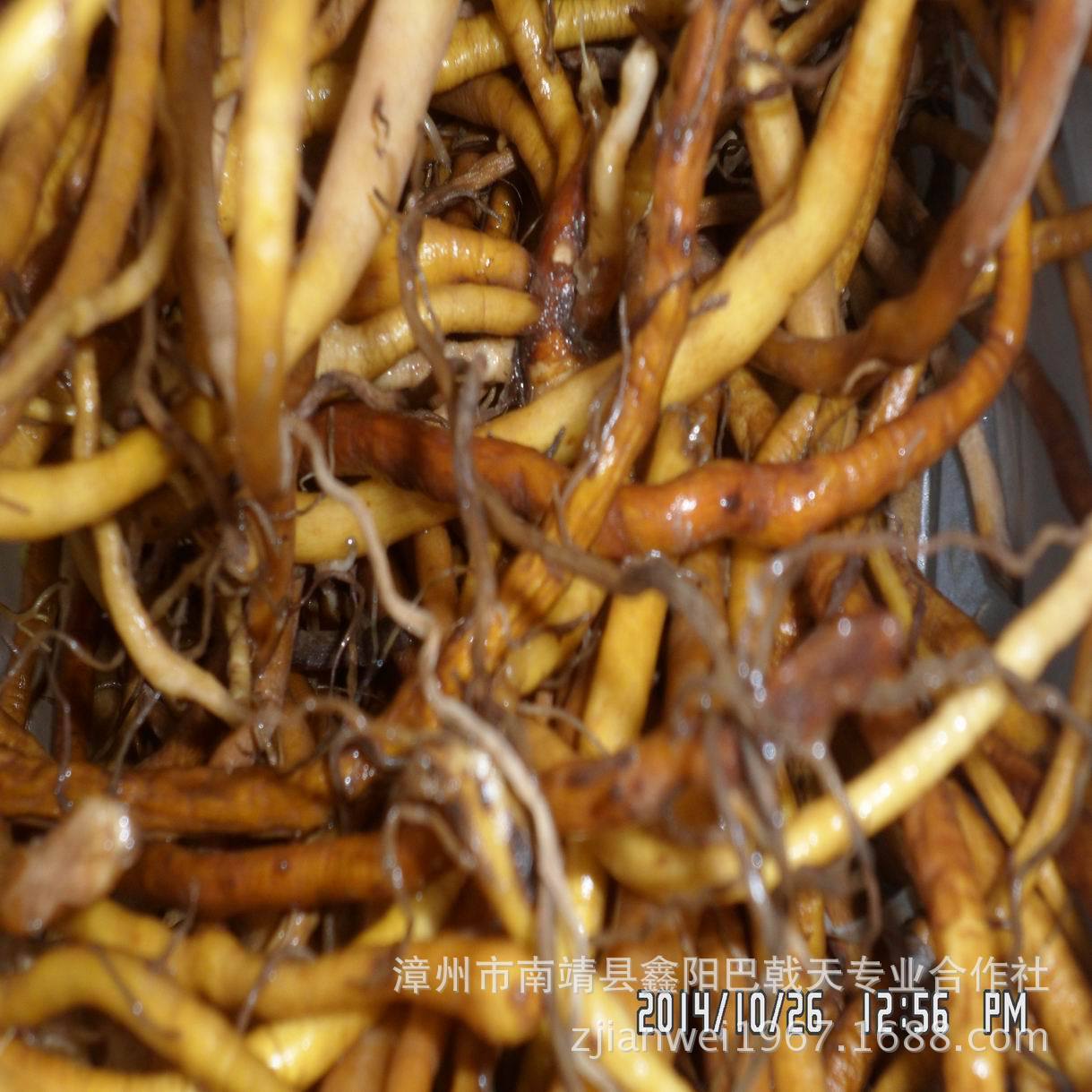 福建土楼金针根又名黄花菜根鲜品