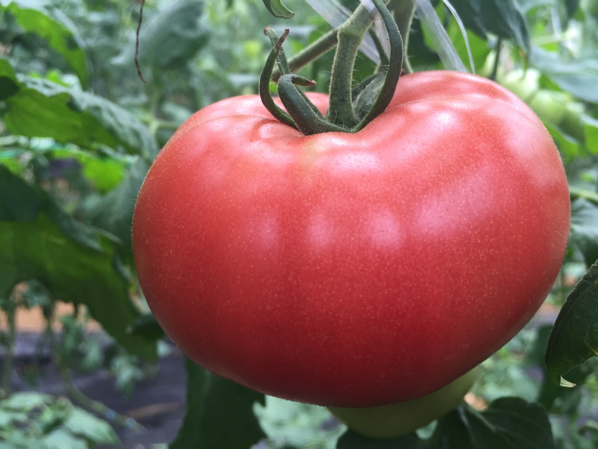 山东烟台新鲜有机自然成熟西红柿 现摘现卖