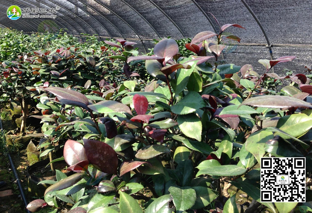 红叶贝拉茶花盆栽图片图片