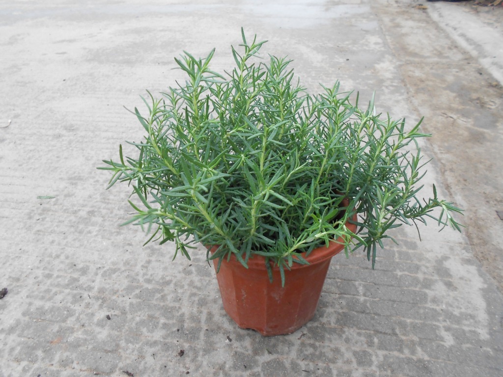 迷迭香 盆栽