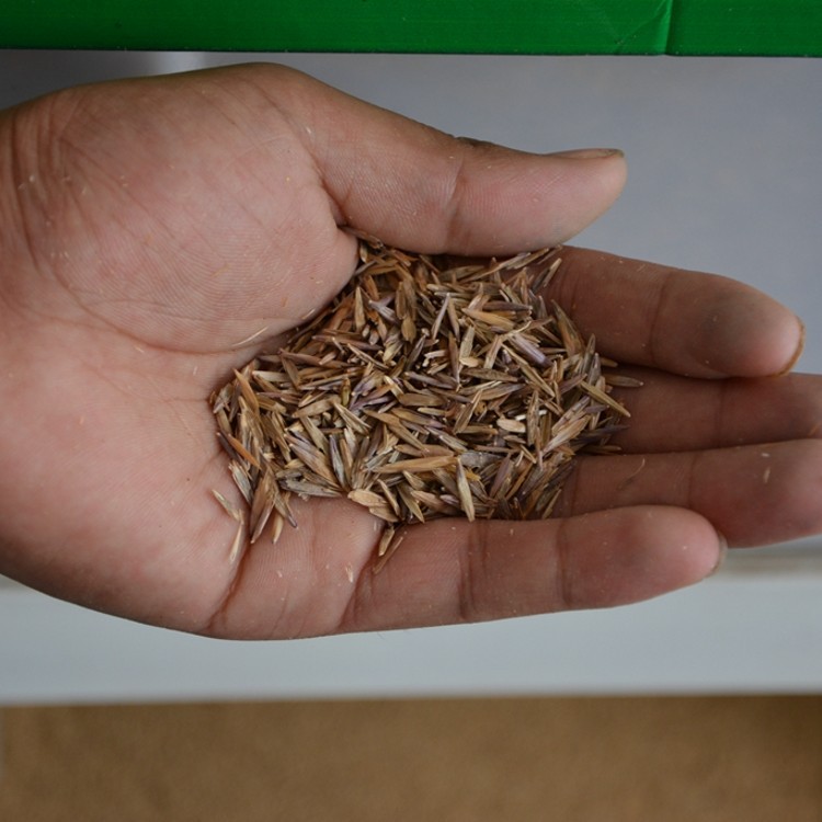 进口牧草无芒草光雀麦无芒雀麦种子禾萱草高产优质耐低温