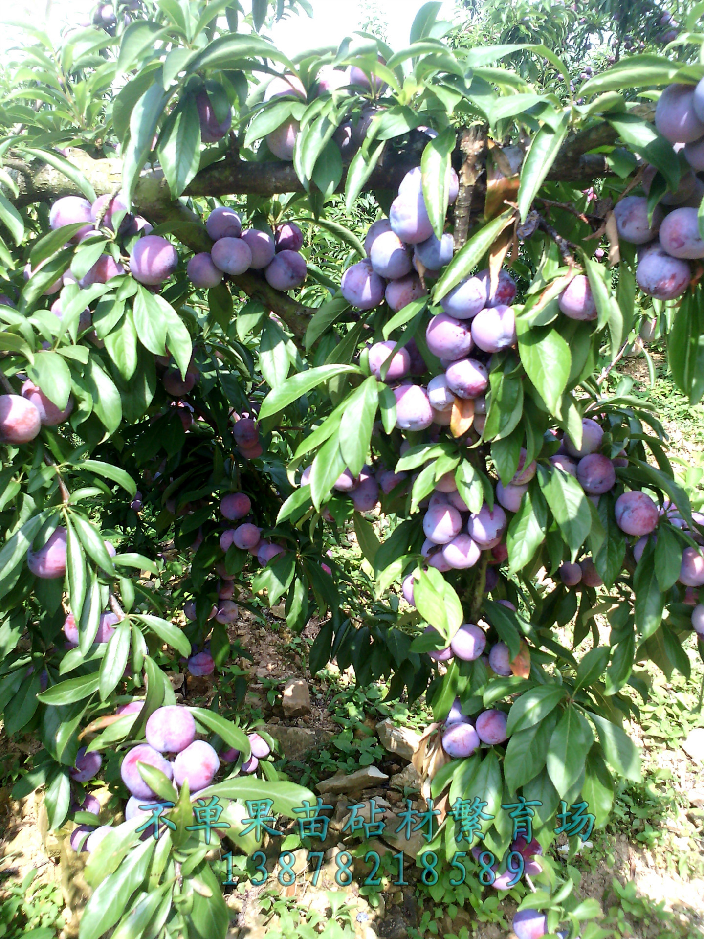 不单果苗 丰产李子苗 嫁接珍珠李子树苗 李子树苗图片