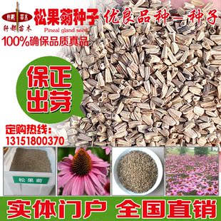 松果菊种子