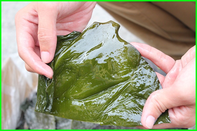 供应 盐渍海带头 粗加工海带 山东特产优质
