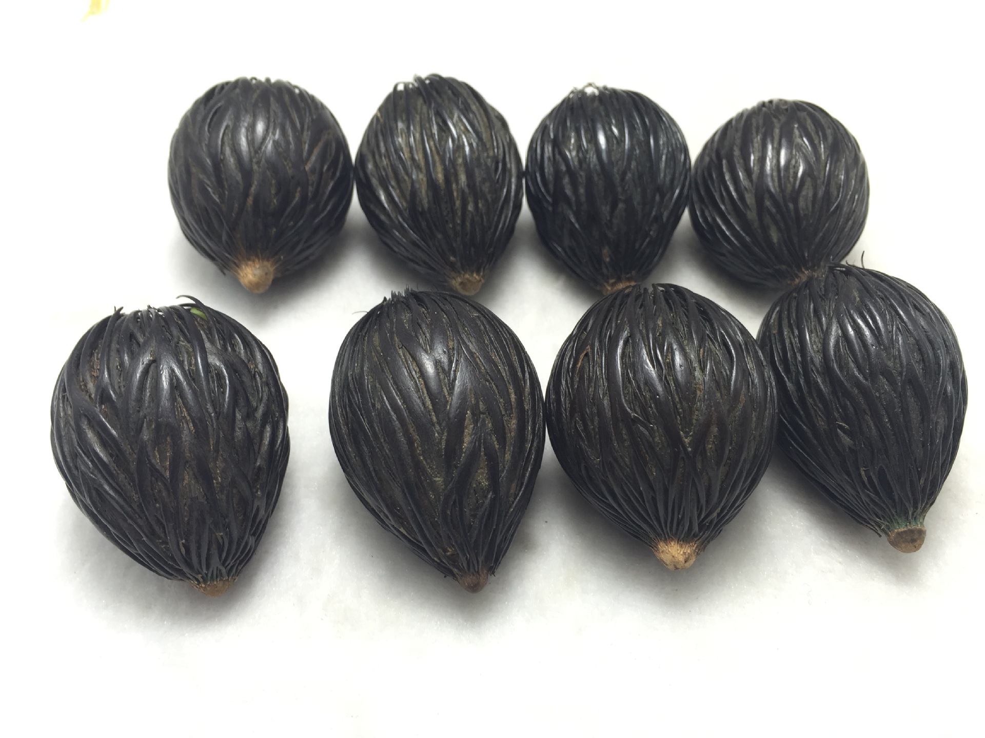 【批发 天然 精挑原生态千丝果菩提子单颗35*45mm大果已清理好】价格,