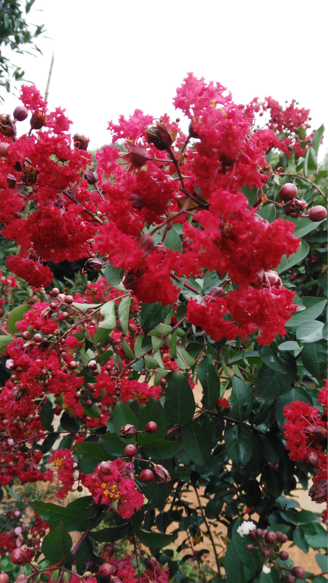 大量供应紫薇美国三红紫薇红火箭红火球红叶紫薇