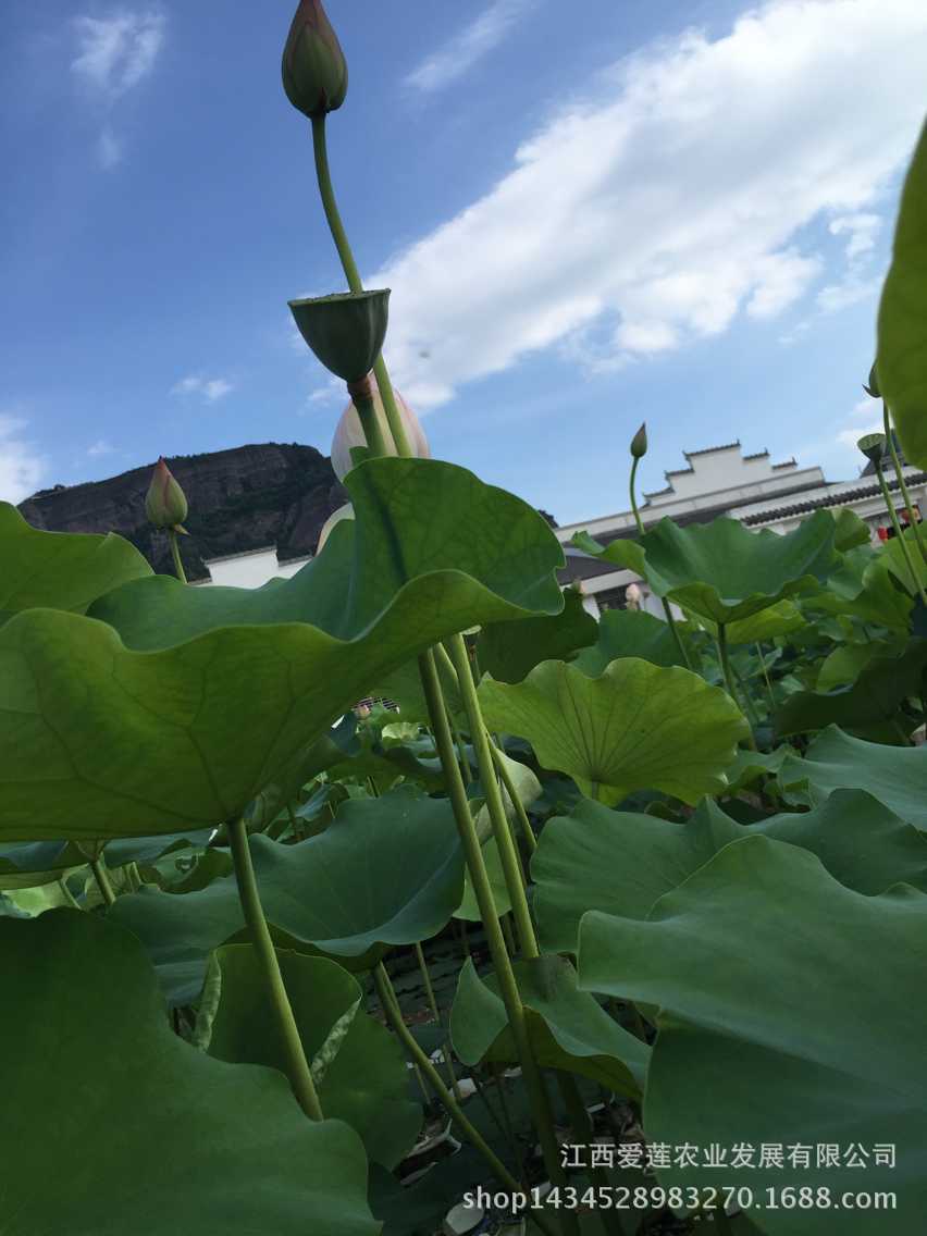 产地大量批发莲蓬草莲/2016新莲子