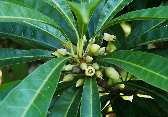 蛋黄果提取物兰州现货包邮