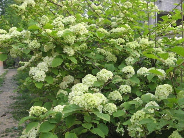批发:庭院 藤本植物 木绣球 麻叶绣球,花雪白如雪 - 苗木批发交易网